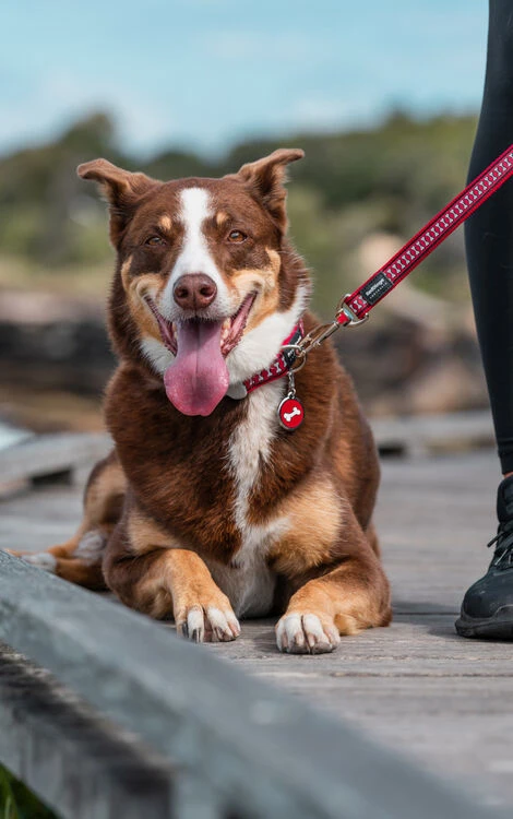 Red Dingo Stainless Steel Engraved Cat Tag Fish Bowl Brown - Image 3