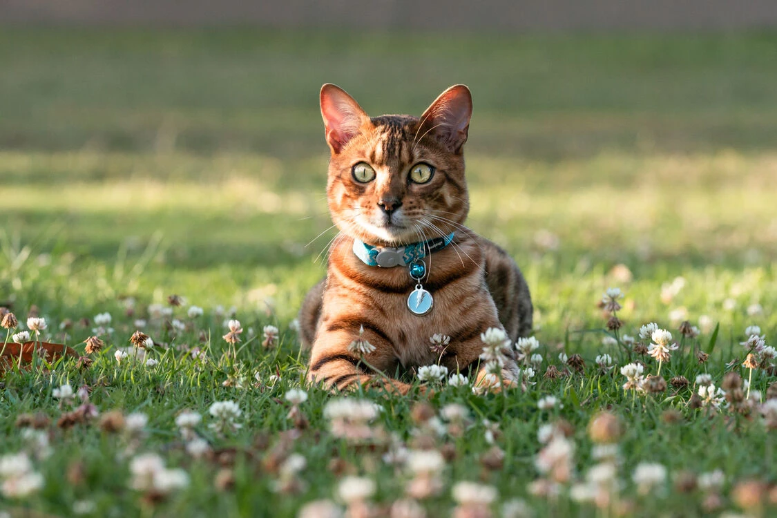 Red Dingo Stainless Steel Engraved Cat Tag Fish Hot Pink - Image 3