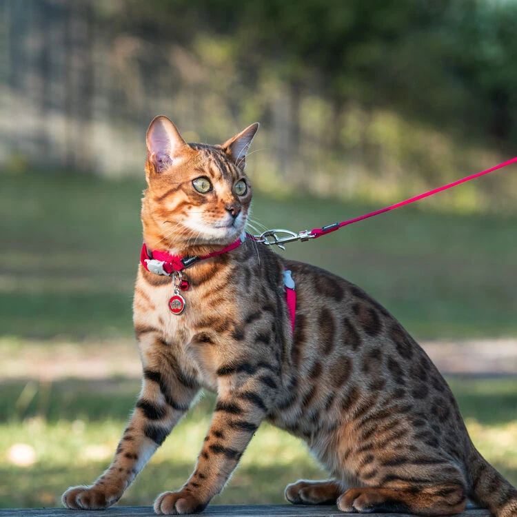 Red Dingo Stainless Steel Engraved Cat Tag Kitten Black - Image 3