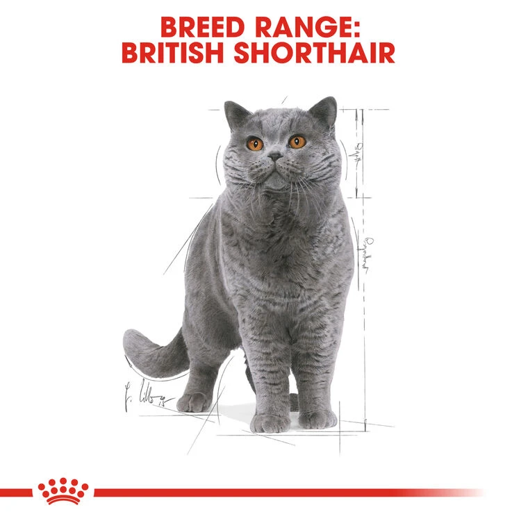 ROYAL CANINĀ® British Shorthair In Gravy Adult Wet Cat Food - Image 8