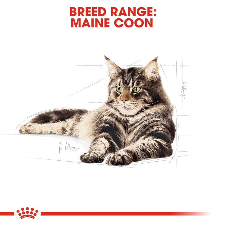 ROYAL CANINĀ® Maine Coon In Gravy Adult Wet Cat Food - Image 8